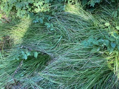 Carex tumulicola