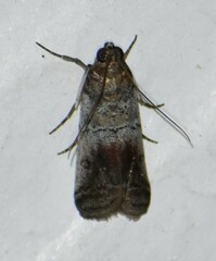 Chararica hystriculella