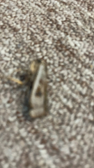 Microcrambus elegans