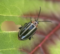 Disonycha glabrata