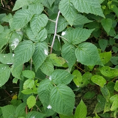 Rubus