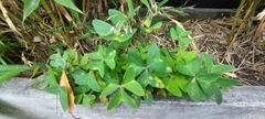 Oxalis latifolia