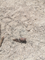 Sphingonotus lluciapomaresi