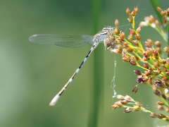 Enallagma carunculatum