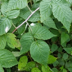 Rubus