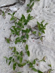 Thuarea involuta