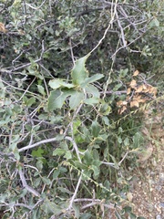 Quercus turbinella