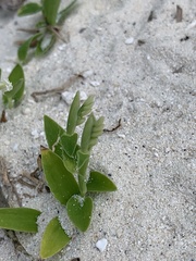Thuarea involuta
