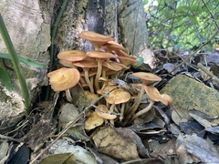 Desarmillaria