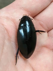 Hydrophilus triangularis