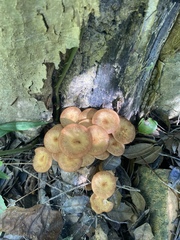 Desarmillaria