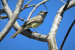 Myiarchus tyrannulus cozumelae