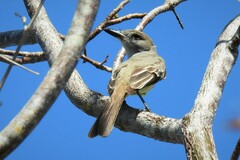 Myiarchus tyrannulus cozumelae