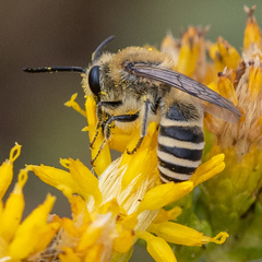 Colletes