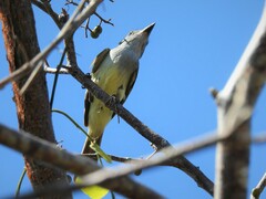 Myiarchus tyrannulus cozumelae