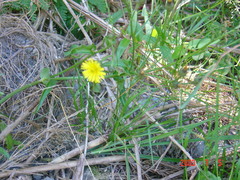 Picris hieracioides morrisonensis