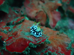 Goniobranchus geometricus