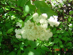 Spiraea formosana