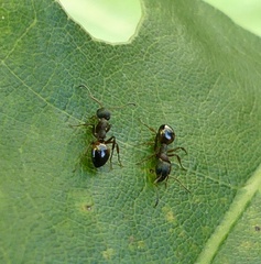Dolichoderus plagiatus