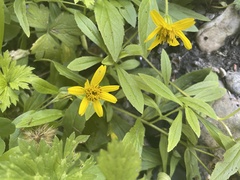 Arnica amplexicaulis