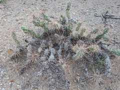 Grusonia