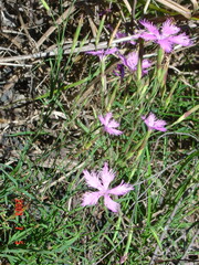 Dianthus longicalyx