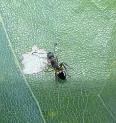 Dolichoderus plagiatus