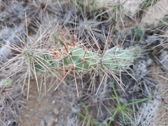 Grusonia