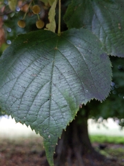 Tilia platyphyllos