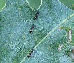 Dolichoderus plagiatus