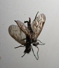 Rhagio
