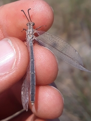 Creoleon lugdunensis