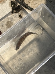 Tautogolabrus adspersus