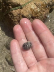 Nerita tessellata