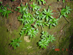 Lysionotus pauciflorus