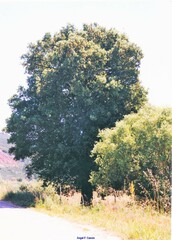 Quercus suber