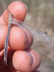 Creoleon lugdunensis