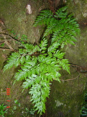 Davallia trichomanoides