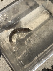 Tautogolabrus adspersus