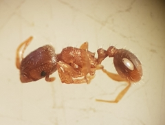 Tetramorium semilaeve