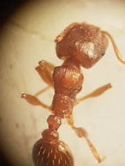 Tetramorium semilaeve