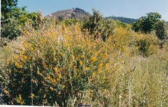 Adenocarpus complicatus