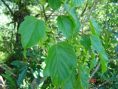 Acer morrisonense