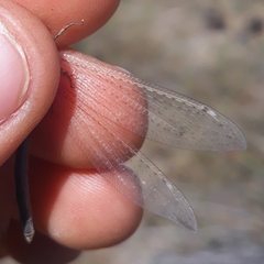 Creoleon lugdunensis