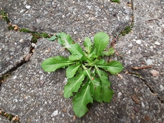 Pseudoturritis turrita