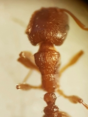 Tetramorium semilaeve