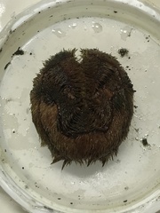 Tripylaster philippii