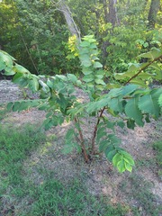 Ulmus