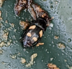 Glischrochilus quadrisignatus