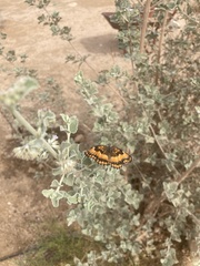 Chlosyne californica